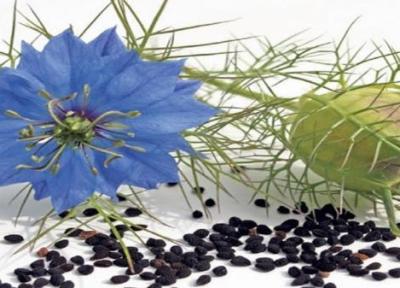 کشت 15 هکتار گیاه دارویی سیاه دانه کشت 15 هکتار گیاه دارویی سیاه دانه